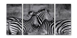 Art Frame canvas Zebra