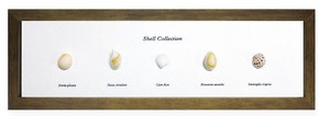 本物の貝殻を使ったミニアートコレクション[Shell Collection]