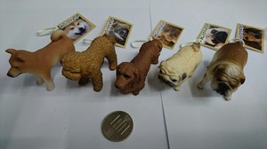 人気犬のマグネット　トイプー　ダックス　柴　パグ　ブル 黒柴追加　価格改定