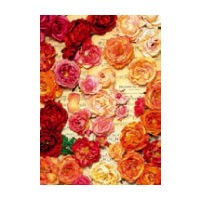 Postcard Flower Roses Rose