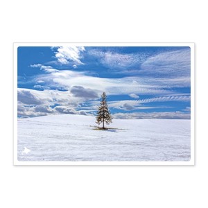 < 冬ポストカード >日本の絶景ポストカード JPC-34 クリスマスツリーの木