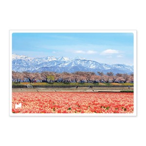 < 春ポストカード >日本の絶景ポストカード JPC-51 舟川べり桜並木