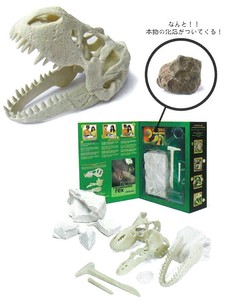【頭蓋骨発掘セット】ティラノサウルス・レックス