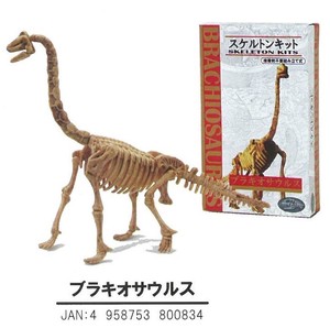 【恐竜スケルトンキット】ブラキオサウルス