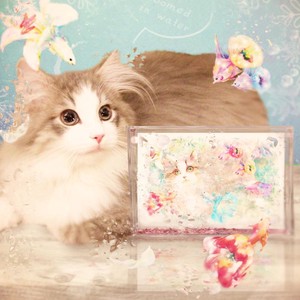 Postcard kyou wa donna hi Cat