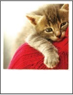 ■ポストカード■ ドイツ直輸入 猫の抱擁 Pola Card