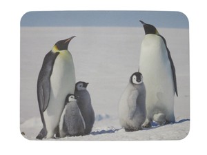 Mouse Pad Animals Penguin