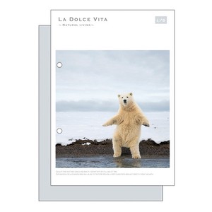 Notebook Series Stand Polar