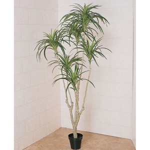 MAGIQ　ユッカプラント　×6GREEN　観葉植物