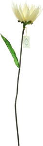 Sola Flower Stem ソラフラワーステム Water Lily ウォーターリリー