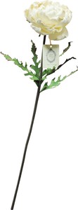Sola Flower Stem ソラフラワーステム Cabbage Peony キャベッジピオニー