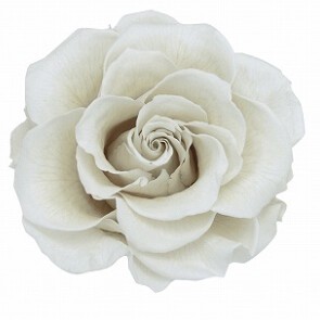 AR　リンダ　1輪1108−01　プラチナホワイト【薔薇】【バラ】【プリザーブドフラワー】