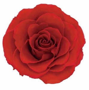 AR　リンダ　1輪1108−30　ブライトレッド【薔薇】【バラ】【プリザーブドフラワー】