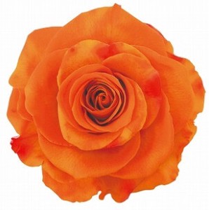 AR　リンダ　1輪1108−44　レオパルトレッド【薔薇】【バラ】【プリザーブドフラワー】