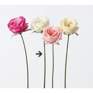 A−31910　サブリナローズ＃011　クリ−ムホワイト【薔薇】【ばら】【バラ】