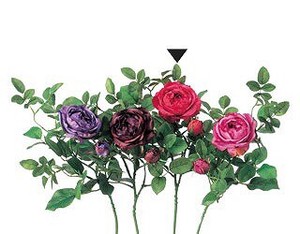 A−31916　キャベジローズ＃092　ローズレッド【薔薇】【ばら】【バラ】