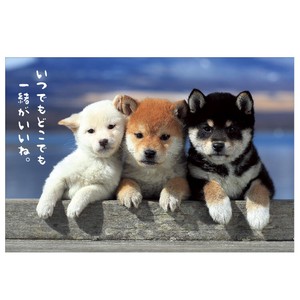 Postcard Shiba Dog