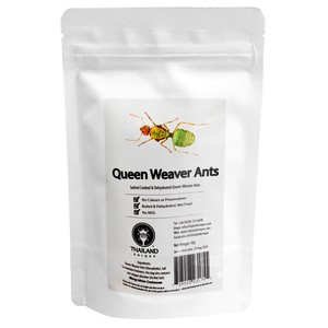 Queen Weaver Ants 10g (女王ツムギアリ10g)