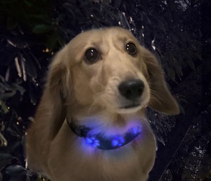 NIGHT SCOUT LED Dog Collar 14-20inch(ナイトスカウト LED ドッグ カラー)　犬用 光る首輪