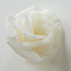 リシアンサス ホワイト 6輪入り プリザーブドフラワー花材　フィオリエンテ