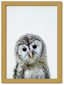 Art Frame children Owl Animal