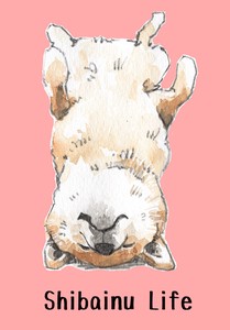 Poster Shiba Dog