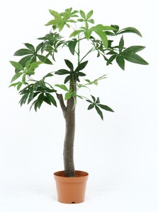 観葉植物　パキラ　スタンダード／朴の木タイプ