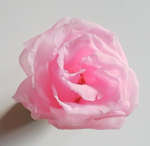 リシアンサス ピンク 6輪入り プリザーブドフラワー花材　フィオリエンテ