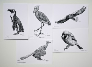 「系統樹マンダラ」ポストカード●人気の始祖鳥・ハシビロコウ●生き物の細密画5枚セット