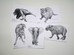 「系統樹マンダラ」ポストカード●人気のカピバラ、アフリカゾウ入り●生き物の細密画5枚セット