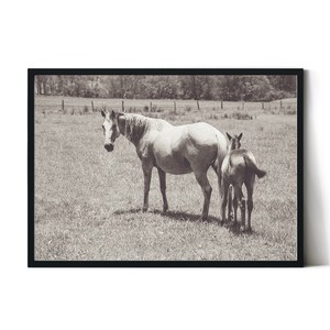 アートポスター【PHOTO 01】B3　A2　B2　A1　B1　北欧　セピア　モノトーン　馬　写真