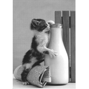 ■ポストカード■ドイツ直輸入 Kitten drinking milk