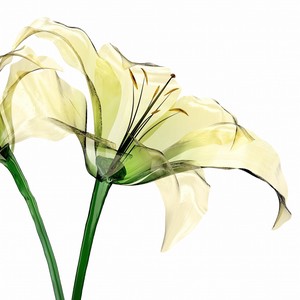 キャンバスアート Petit Canvas Art Lily flower　300x300mm