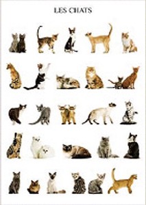 ■ポストカード■フランス製ポストカード★cats