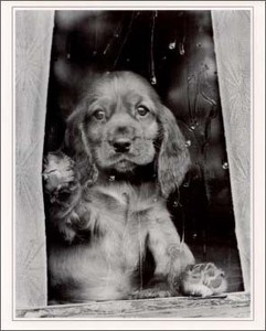 ポスター モノクロ写真 「窓辺の子犬」 サイズ/203×254mm