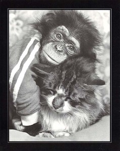 ポスター モノクロ写真 「寄り添うチンパンジーと猫」 サイズ/240×300mm
