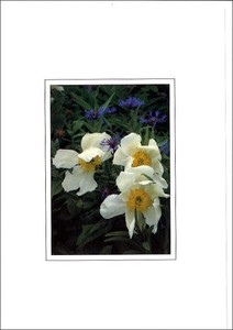 グリーティングカード 多目的 B&Bフラワーシリーズ「白い花」 花柄