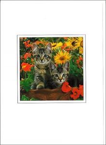 グリーティングカード 多目的 B&Bフラワーシリーズ「子猫」