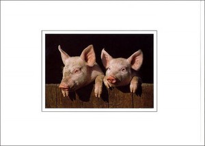 グリーティングカード 多目的 B&Bフラワーシリーズ「子ブタ」 豚