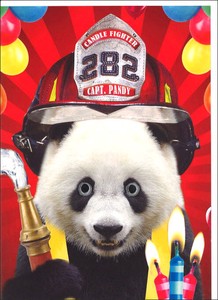 グリーティングカード 誕生日/バースデー ゴグリーズ目玉カード「パンダ」動物 カラー写真