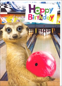グリーティングカード 誕生日/バースデー ゴグリーズ目玉カード「ミーアキャット」動物 カラー写真