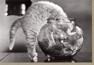 グリーティングカード 多目的 モノクロ写真「金魚鉢に入る猫」 フォト