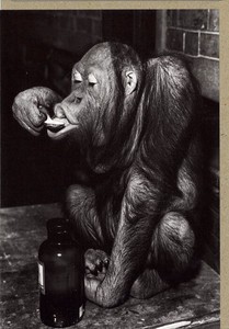 グリーティングカード 多目的 モノクロ写真「チンパンジー」 フォト
