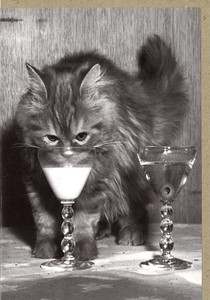 グリーティングカード 多目的 モノクロ写真「ミルクを飲む猫」 フォト