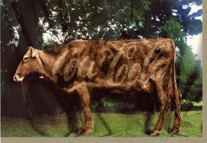 グリーティングカード 多目的 ウシシリーズ「COW COLA」 牛 コーラ カラー写真