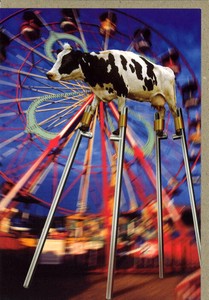 グリーティングカード 多目的 ウシシリーズ「CARNIVAL COW」 牛 カラー写真
