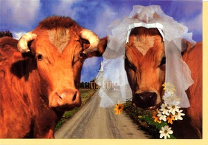 グリーティングカード 多目的 ウシシリーズ「BRIDAL COW」 牛 カラー写真