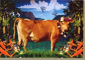グリーティングカード 多目的 ウシシリーズ「COW OF PARADISE」 牛 カラー写真