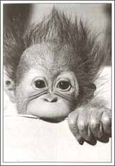 ミニグリーティングカード ひとことカード 多目的「猿の赤ちゃん」