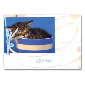グリーティングカード 多目的 リボンコレクション「おやすみ子猫」動物
